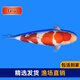 觀賞魚錦鯉純種冷水好養(yǎng)易養(yǎng)大正紅白錦鯉風水魚包活高端血統(tǒng)錦鯉 紅白錦鯉 10cm-20cm