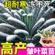 康和豐山東壽光四季藍羽衣甘蘭苗秧高產(chǎn)皺葉菜苗多茬采收綠羽衣甘藍種子 藍羽衣甘藍苗5棵+送1棵+1包肥