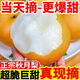 正宗萊陽秋月梨冰糖酥梨山東生鮮水果當(dāng)季新鮮薄皮多汁整箱包郵 9斤甄選果王(凈重8.5斤）