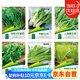 花沃里6款蔬菜種子種苗大全 白菜生菜香菜雞毛菜菠菜胡蘿卜陽臺盆栽種籽