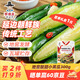 李窖主地窖酸甜小黃瓜300g 朝鮮族咸菜延邊特產(chǎn)韓式拌菜開(kāi)袋即食