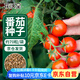 花沃里盆栽小番茄種子約70粒 蔬菜種子紅珍珠小西紅柿陽臺盆栽/庭院種植