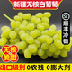 【順豐】新疆葡萄 火焰玻璃翠無核三色白葡萄脆甜馬奶提子水果 無核白葡萄4.5斤 精品果【自吃劃算】