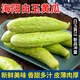 崠鮮黃瓜 山東海陽(yáng)白玉黃瓜 當季新鮮蔬菜脆黃瓜 孕婦水果生吃小黃瓜 白玉黃瓜 5斤 /約20根