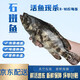 生鮮速凍石斑魚(yú)禮盒裝老虎斑東星斑黑翅魚(yú)黑鯛魚(yú)龍膽石斑魚(yú) 1.5-2斤/條 1條裝