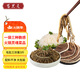 百里炙 國產(chǎn)毛肚三劍客3斤大包裝  黑千層白千層毛肚葉火鍋重慶火鍋生鮮