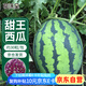 花沃里甜王西瓜種30粒 蔬菜種子家庭陽臺花盆西瓜種植土庭院田間種菜籽