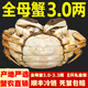 【活蟹】仲秋大閘蟹鮮活水產(chǎn)生鮮禮盒中秋送禮 全母蟹3.0-3.3兩  8只