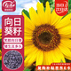 壽禾 向日葵種子苗觀(guān)賞矮桿花卉種籽盆栽種 壽藝笑臉向日葵種子300粒