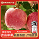 隰(xi)悅山西臨汾特產(chǎn)正宗吉縣壺口蘋(píng)果脆甜紅富士蘋(píng)果伴手禮生鮮水果禮盒 吉縣蘋(píng)果9顆裝