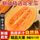 新疆西州蜜哈密瓜 吐魯番哈蜜瓜甜瓜香瓜網(wǎng)紋瓜 時(shí)令新鮮水果 10-11斤/箱（2-3個(gè)）
