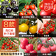 北蔬 西紅柿種子種苗盆栽小果大果番茄蔬菜種籽 8種西紅柿種子組合