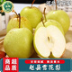 南步河北趙縣雪花梨 趙州特產(chǎn)冰糖雪梨皇冠梨秋月梨香梨鴨梨新鮮水果 9斤 精選大果【單果350g+】