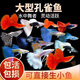 寵小俠熱帶純種精品孔雀魚(yú)觀(guān)賞魚(yú)熱帶魚(yú)小型淡水魚(yú)孕母好養耐活鳳尾 【大號可繁殖】練手孔雀魚(yú)12條（10+2備損）