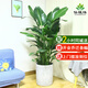 仙植緣 【同城配送】2米大型天堂鳥盆栽鶴望蘭綠植辦公室內客廳觀葉植物 |約1.7米|天堂鳥|水泥盆 專車送貨 更快更好