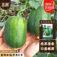 北蔬 蘋(píng)果絲瓜種子種苗菜瓜籽陽(yáng)臺盆栽種植 蘋(píng)果絲瓜種子8粒