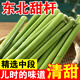東北甜桿自然清甜新鮮現(xiàn)貨現(xiàn)發(fā)童年回憶特產(chǎn)水果5斤小甘蔗甜蘆粟 5斤 實惠裝