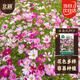 北蔬 格?；ǚN子苗波斯菊開(kāi)花四季播種庭院花卉籽子 格?；ǚN子200粒