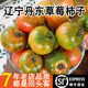 味小仙【順豐】遼寧丹東草莓柿子 鐵皮柿子綠腚油柿子西紅柿番茄蔬菜 5斤