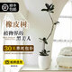 花城水調(diào)黑金剛橡皮樹(shù)客廳綠植大盆栽造型室內(nèi)四季好養(yǎng)辦公室陽(yáng)臺(tái)大型綠植 橡皮樹(shù)1.3-1.5m+白圓瓷盆