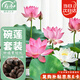 壽禾 碗蓮種子已開口水培魚缸裝飾好養(yǎng)四季開花 碗蓮2包20粒(10粒/包)