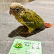 小太陽(yáng)鸚鵡半毛玄鳳寵物鳥(niǎo)手養黃邊金太陽(yáng)虎皮齊毛和尚綠頰會(huì )說(shuō)話(huà) 半毛 鳳梨（帶卡）【視頻  挑選+奶粉】