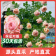 海蒂的花園真宙直立月季濃香勤花耐熱室外陽(yáng)臺(tái)花卉植物盆栽苗源頭直發(fā)
