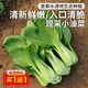 密農人家 鮮嫩小油菜 農家小葉油菜  適合清炒做湯葉菜小青菜新鮮蔬菜300g