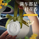 菓凱（GuOKaI）梔子花車(chē)載香薰掛件 汽車(chē)內裝飾品香氛擺件 持久淡香香片除臭除味 滿(mǎn)隴桂雨【如坐桂花樹(shù)下】
