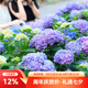 虹越（HONGYUE）大花繡球花盆栽苗 無盡夏花手鞠萬華錦繡球八仙花庭院陽臺花卉 【變色大花繡球】“無盡夏”1加侖