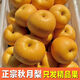 源大圣 GIGREATSAGE正宗山東萊陽(yáng)秋月梨當季新鮮水果整箱梨子現摘產(chǎn)地直發(fā)蜜雪梨禮盒 果王普通裝凈重4.8斤（3-4個(gè)）