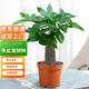 雙盟小發(fā)財樹(shù)桌面綠植小盆栽辦公室內招財好養花卉粗5cm1盆裝源頭直發(fā)