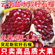 特大果云南會(huì)澤鹽水石榴新鮮軟籽突尼斯禮盒裝水果當(dāng)季孕婦 經(jīng)濟(jì)快遞 家庭裝 6 個(gè) 8斤 【果霸】1.3-1.