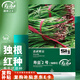 壽禾韭菜種子苗紫根寬葉四季菜籽 壽韭2號紫根韭菜(獨根紅)種子25g