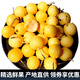 迭果東北小香水梨5斤軟濡多汁新鮮水果正宗特產(chǎn)酸甜尖把梨 5斤 香水梨