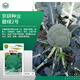 京農(nóng)研農(nóng)科院花菜種子青梗松花菜紫花椰菜寶塔菜花西藍(lán)蘭花苔蔬菜種籽孑 京研碧綠2號1克