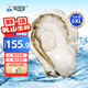 貝司令 鮮活乳山生蠔5XL 凈重10斤 16-20只 生鮮源頭直發(fā) 