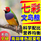 七彩文鳥(niǎo)鳥(niǎo)糧飼料五子黍谷雜糧文鳥(niǎo)芙蓉金絲雀鸚鵡幼崽專(zhuān)吃鳥(niǎo)糧食 一瓶【文鳥(niǎo)最?lèi)?ài)】400ml