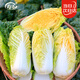 壽禾 娃娃菜種子苗四季黃心秋冬蔬菜種籽 金寶一號娃娃菜種子約2700粒