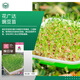 京農(nóng)研芽苗菜種子水培菜小麥草豌豆松柳油葵香椿苗綠豆芽西藍(lán)花苗花生芽 豌豆芽苗菜 50克