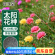 花沃里 太陽花種子混色約200粒 花卉種子家庭盆栽陽臺/辦公室/庭院草籽