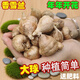花語(yǔ)笙默香雪蘭種球四季多年生小蒼蘭大球重瓣球根好養活花卉盆栽植物種子 混色香雪蘭種球5個(gè)+肥料 開(kāi)花濃郁