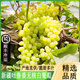 新疆無核白葡萄應(yīng)當(dāng)季新鮮無籽水果整箱吐魯番馬奶提子小葡萄青提 4.5斤 新疆無核白葡萄【精選果】