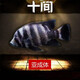 瀚幻三湖慈鯛中大型活體熱帶觀(guān)賞魚(yú)馬鯛伊巴卡藍六間非洲王子藍面財神 十間8-10cm 1條