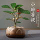 臨雅小盼菩提樹(shù)盆栽帶果植物室內綠植盆景禪意蓮花盆紫砂托源頭直發(fā)