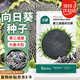 北蔬 向日葵種子苗食用大盤葵花籽四季種 黑三道眉向日葵種子約100粒