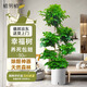 植男植女幸福樹(shù)造型綠寶盆栽綠色植物客廳室內大型綠植辦公室喬遷源頭直發(fā)