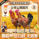 三德子好甄選少年雪山草雞 雙只【贈清蒸雞1只 到手三只】散養生態(tài)雞走地雞肉 凈重6.2斤-8.4斤