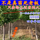 蜂糖李子樹(shù)苗南北方種植嫁接錢(qián)排三華李樹(shù)苗特大早晚熟當年結果樹(shù) 3公分粗【當年結果】 嫁接李子樹(shù)苗【品種備注】