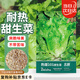 北蔬 生菜種子家庭盆栽秋天菜四季速生蔬菜種籽 熱雄101甜生菜種子20g